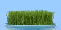 wheatgrass