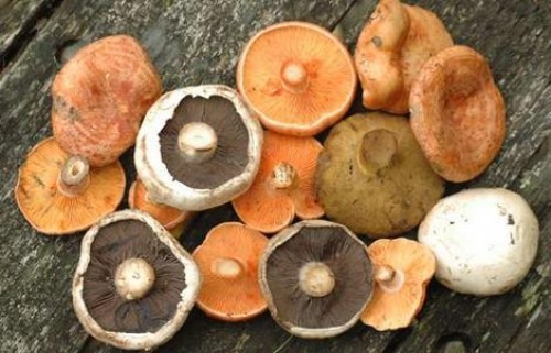 ciuperci